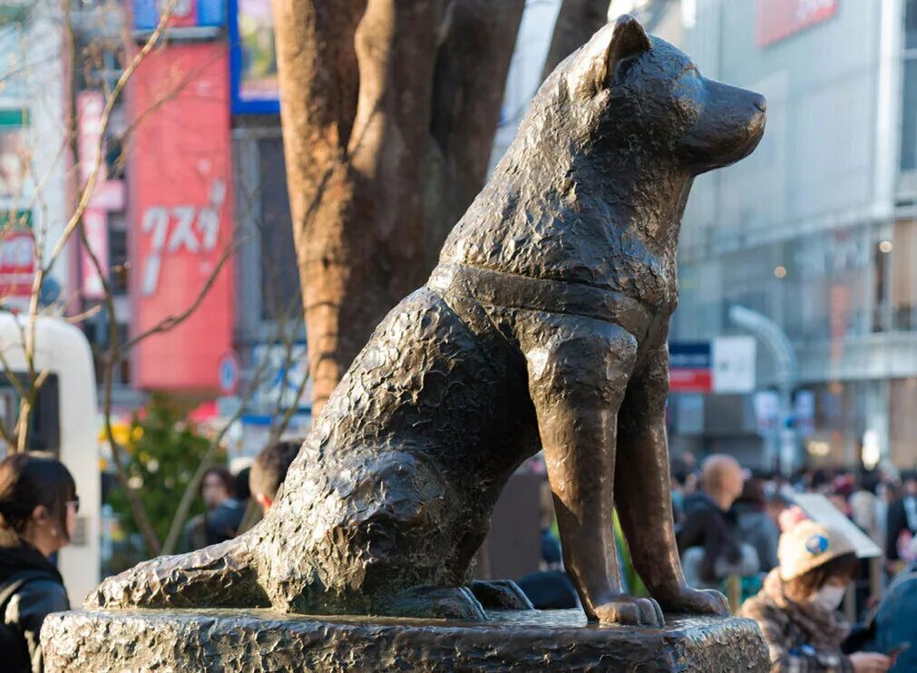 Хатико в каком городе. Сибуя Токио статуя Хатико. Памятник собаке Хатико в Японии. Станция Сибуя Хатико. Статуя Хатико Сибуя.