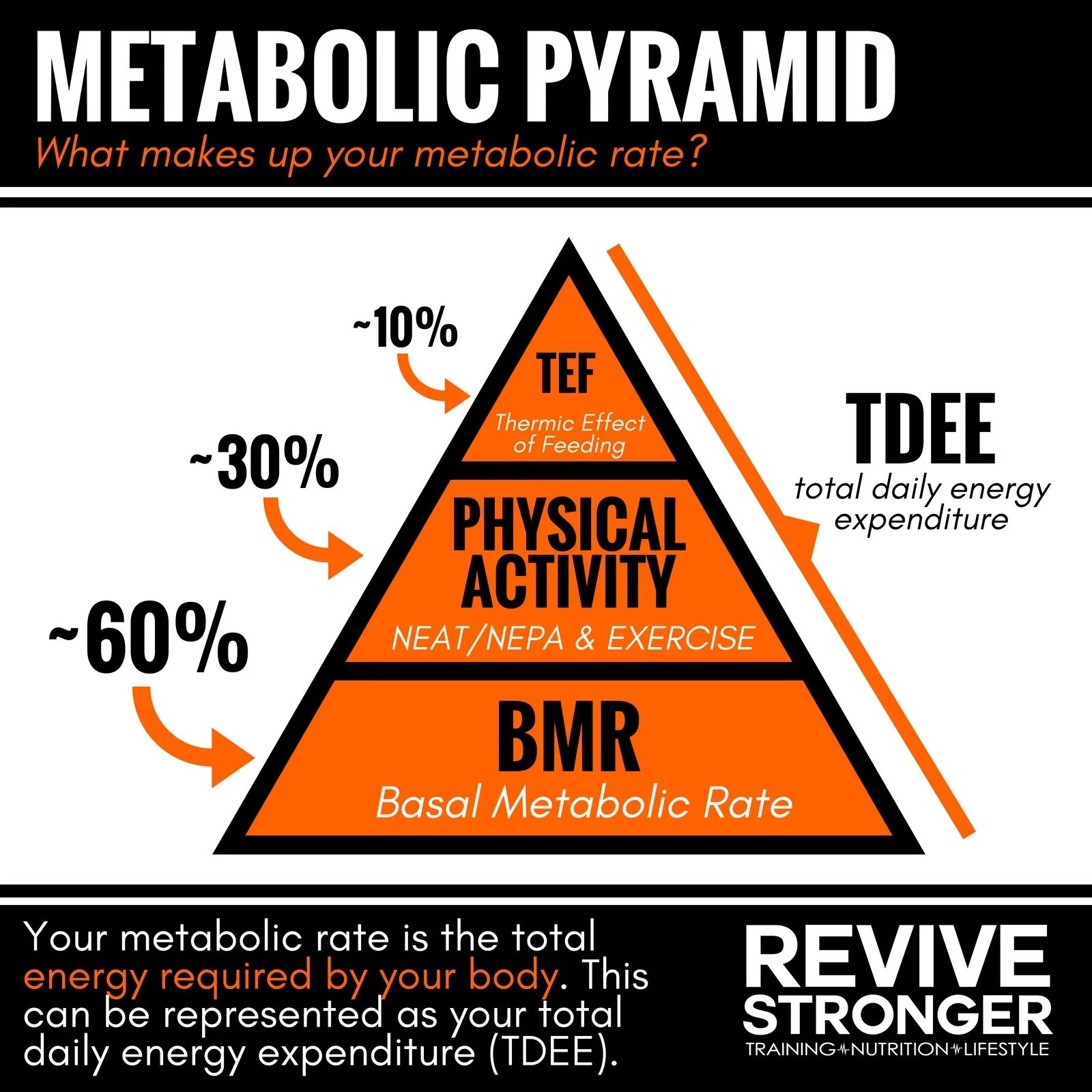 BMR neat. BMR metabolic. BMR TEF neat. Пирамида нон. Activity rate