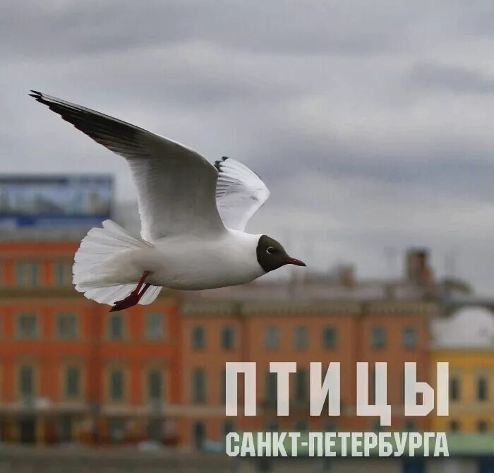 Городские птицы спб. Питерские птицы. Птичка ростов на дону. Птицы питера. С питерским утром.