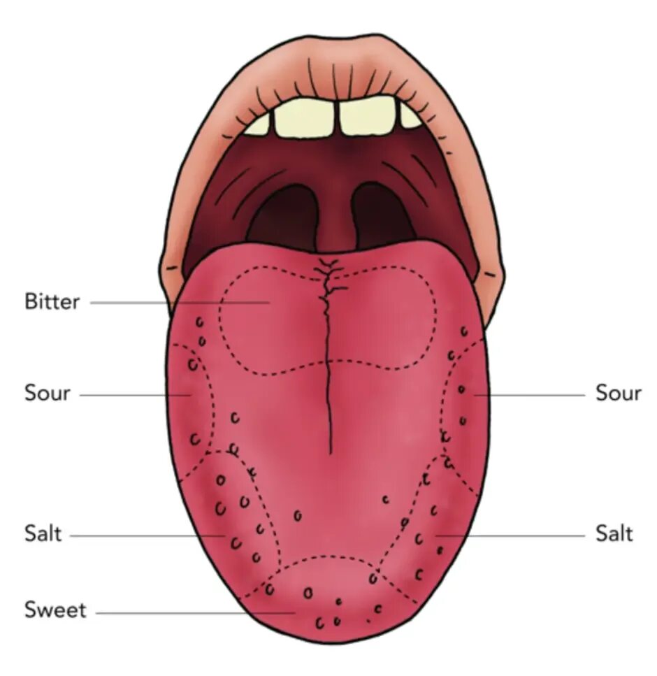 Человеческий язык рисунок. State tongue