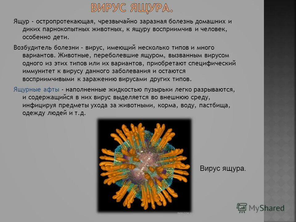 классификация и структура вирусов микробиология. классификация вирусов биология. классификация вирусов микробиология в таблице. болезни животных вызываемые вирусами. вирусы животных виды.