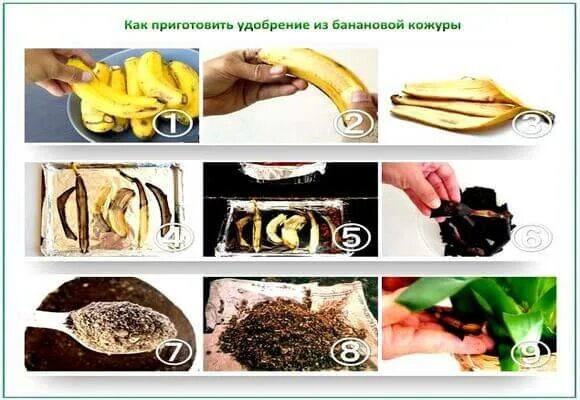 Рецепт банановой кожуры. Удобрение из банановой кожуры. Подкормка из банановой кожуры. Удобрение из банановых корок. Удобрение из кожуры банана для комнатных.