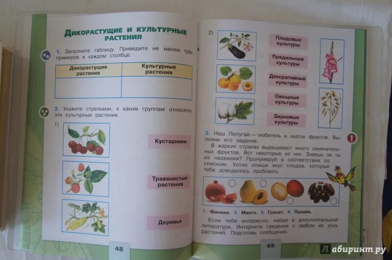 Окружающий мир рабочая тетрадь стр 49