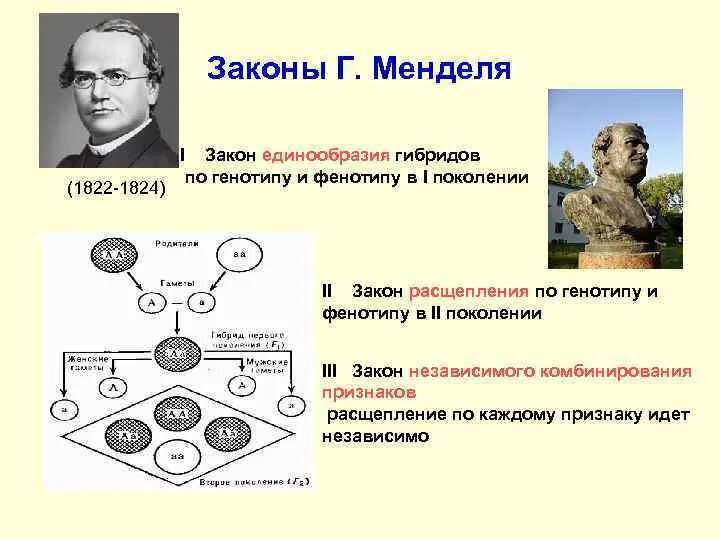 Мендель генетика законы наследственности. 1 Закон расщепление по генотипу и фенотипу. Теория Менделя генетика. Законы Менделя генетика ЕГЭ биология. Мендель второе поколение гибридов