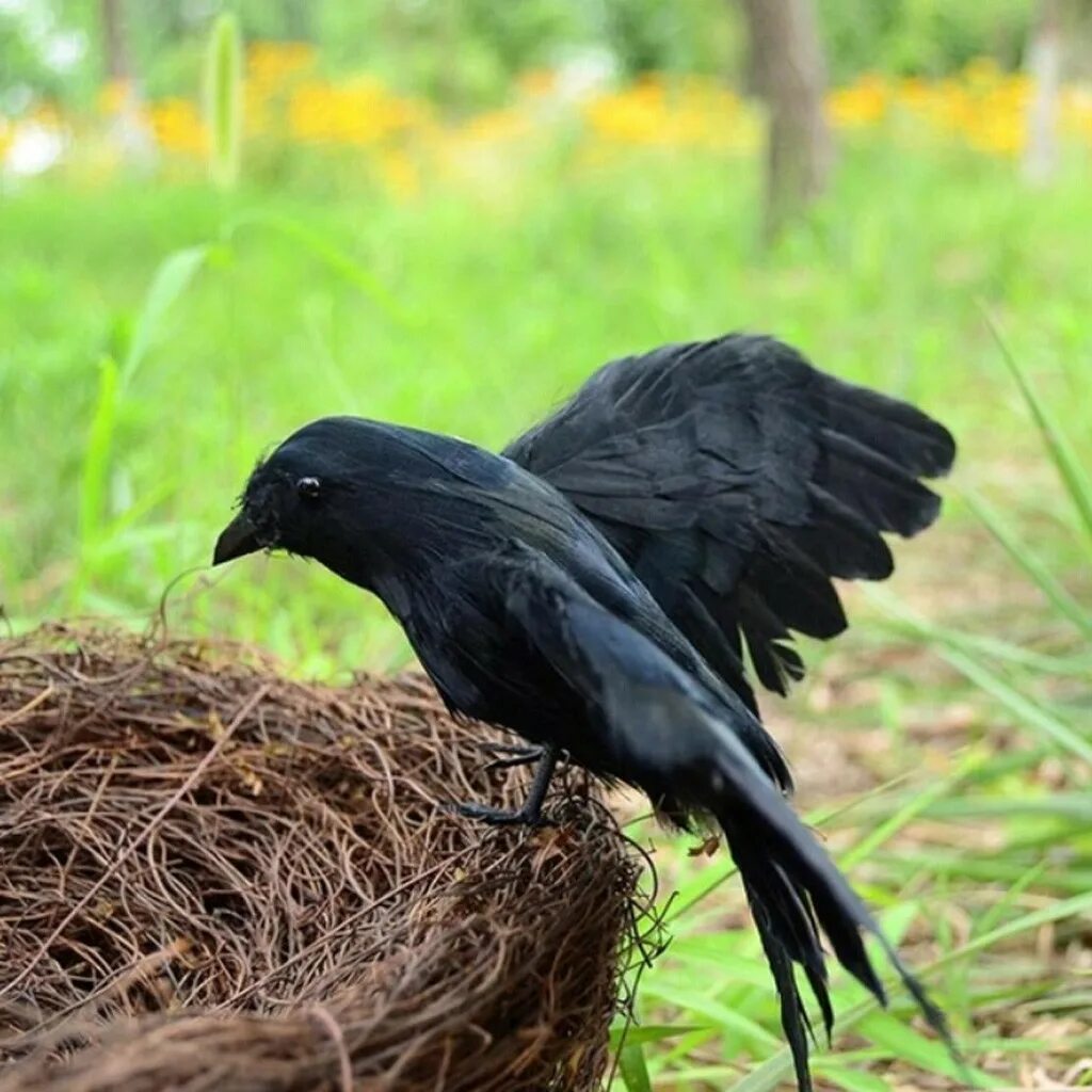 Черная птица. Черная Лесная птица. Птичка черного цвета. Большие черные птицы.