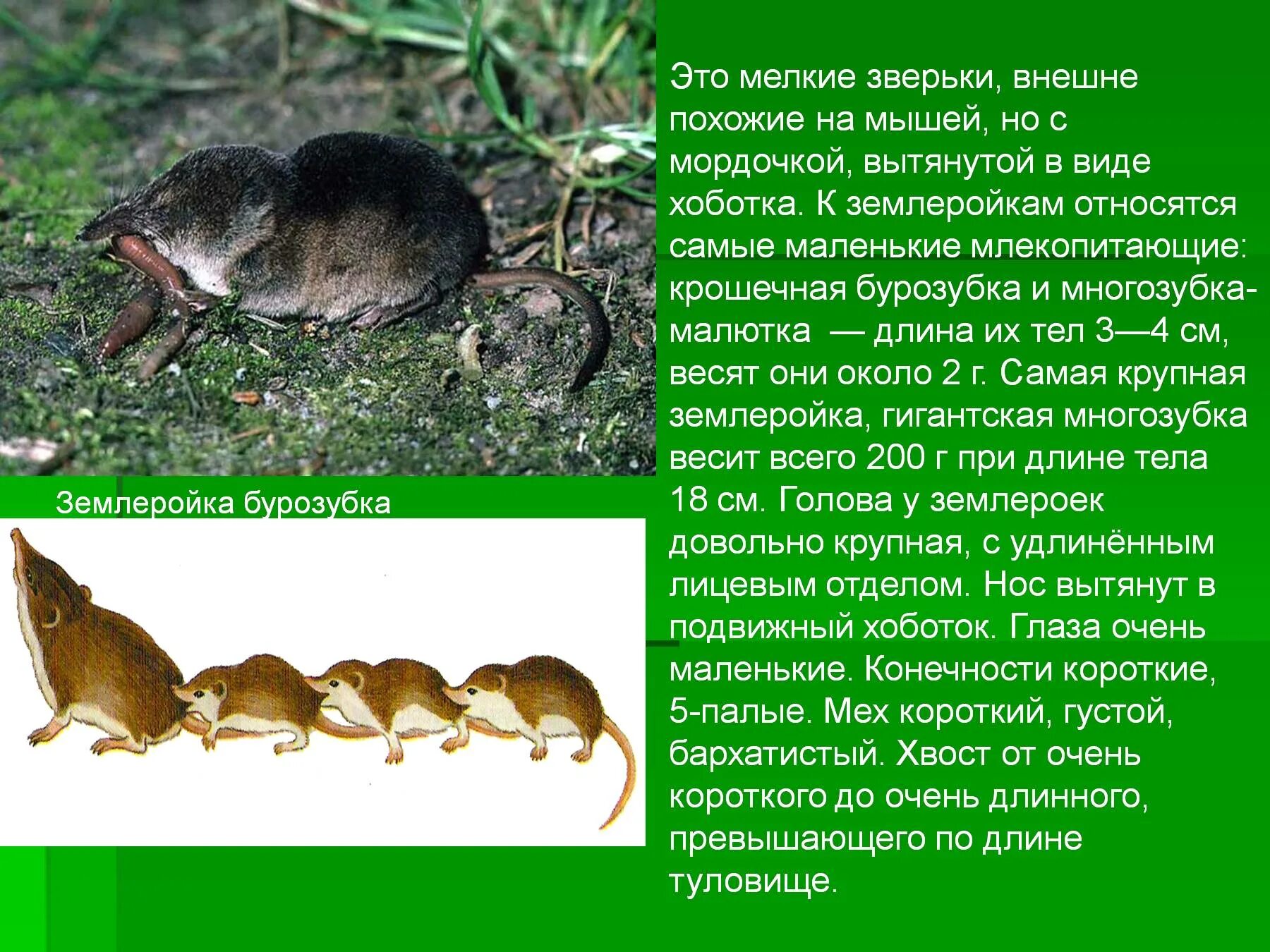 Мышь относится к группе. Землеройка это млекопитающее. Бурозубка и кутора. Землеройка Тип питания. Среда обитания насекомоядных млекопитающих.