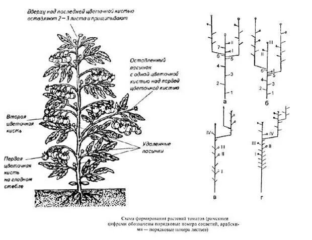 Схема рассады томатов. Формирование помидоров в теплице в два стебля схема. Пасынкование помидор в теплице схема. Формирование томатов в 2-3 стебля схема. Схема пасынкования томатов.