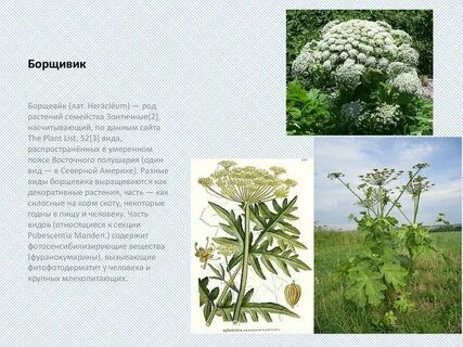 Род зонтичных растений 7 букв