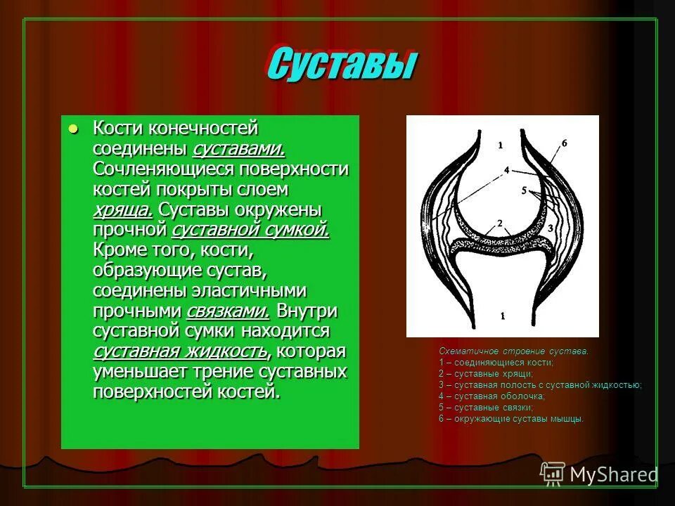 Чем покрыты суставные поверхности костей. Суставные поверхности сочленяющихся костей. Суставные поверхности сустав сочленяющиеся кости. Суставы соединены эластичными. Хрящ покрывающий суставные поверхности костей.