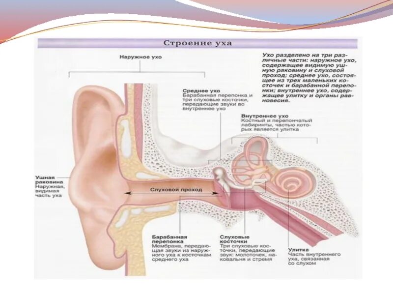 Строение внутреннего уха орган слуха. Гистологическое строение наружного уха. Орган слуха внутреннее ухо гистология. Внешнее и внутреннее строение уха человека. Воздух заполняет наружное ухо