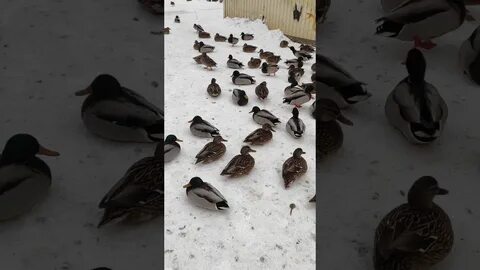 Утки в городе ижевск