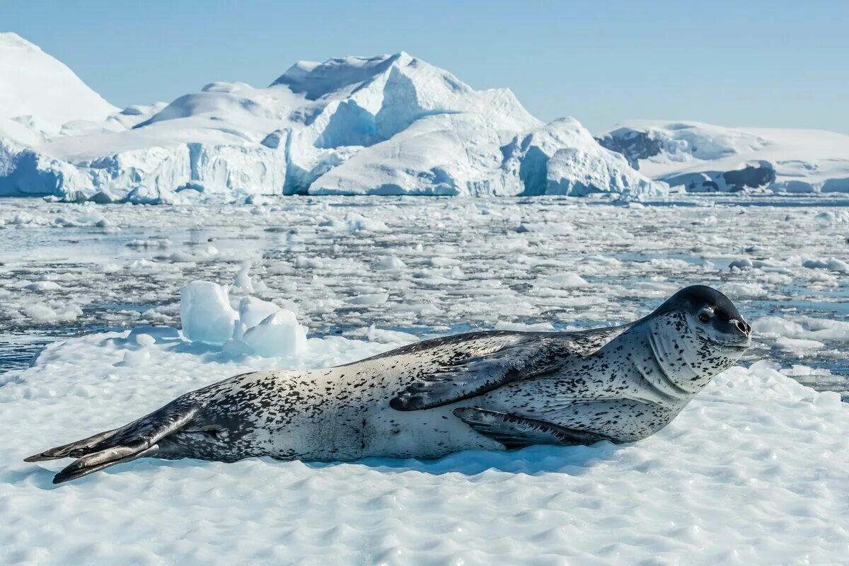 Фото морского леопарда. Морской леопард в Антарктиде. Морской леопард и тюлень. Ластоногие морской леопард. Морской леопард, l (88806b).
