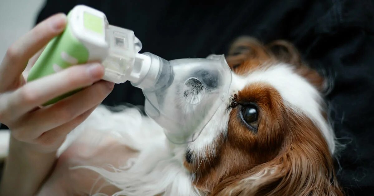 Лучевая терапия животных. Кислородная камера для кошек. Кислородные ингаляции для собак. Кислородный концентратор для собак. Лучевая терапии для животных в ветеринарии.