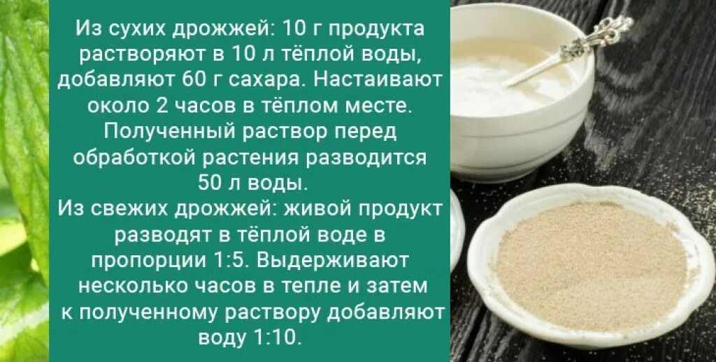 Подкормка рассады сухими дрожжами. Сухие дрожжи для подкормки растений. Удобрение из дрожжей для рассады огурцов. Дрожжи сухие для подкормки. Подкормка из дрожжей для рассады цветов.