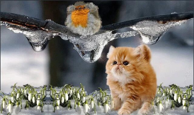 Белки зима. Забавные животные зимой. Цветы и животные. Зимнее настроение животные. Забавные животные зимой.