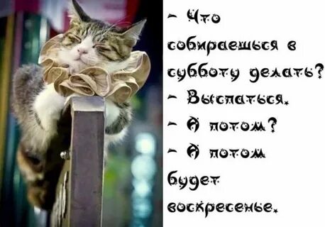 Смешные картинки с надписями суббота