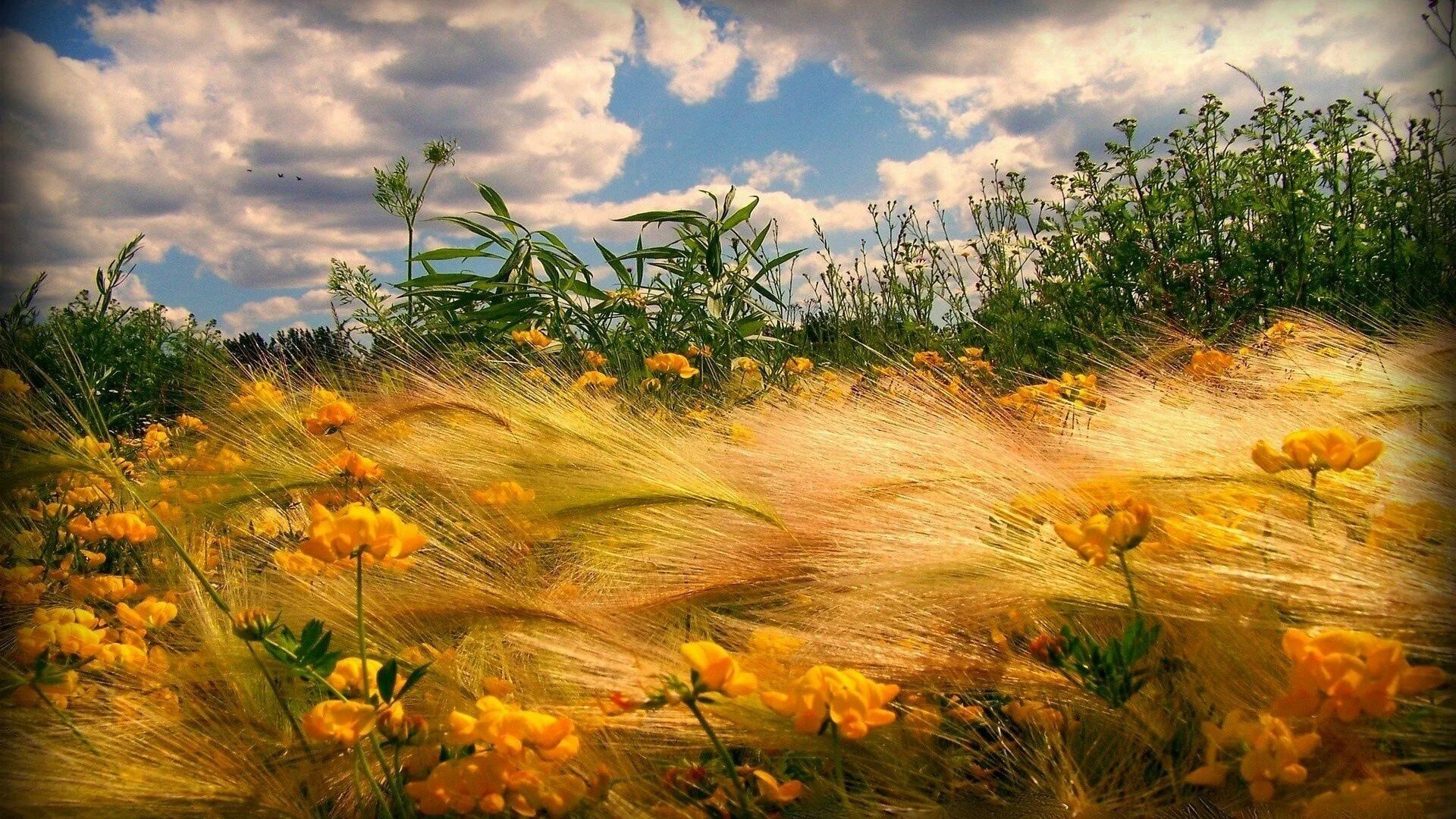Легкий ветерок едва колышет прибрежные кусты. Поле с желтыми цветами. Август пейзаж. Яркая природа. Красивое поле.