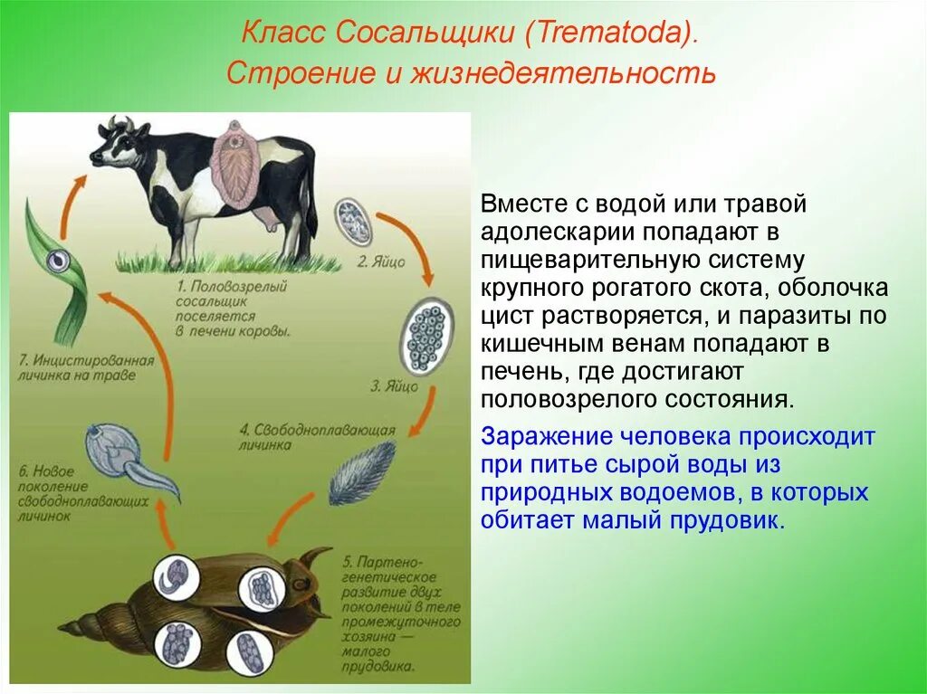 Может ли человек быть промежуточным хозяином. Плоский червь печеночный сосальщик. Тип плоские черви сосальщики жизненный цикл. Жизнедеятельность печеночного сосальщика. Плоские черви (сосальщики и ленточные черви).