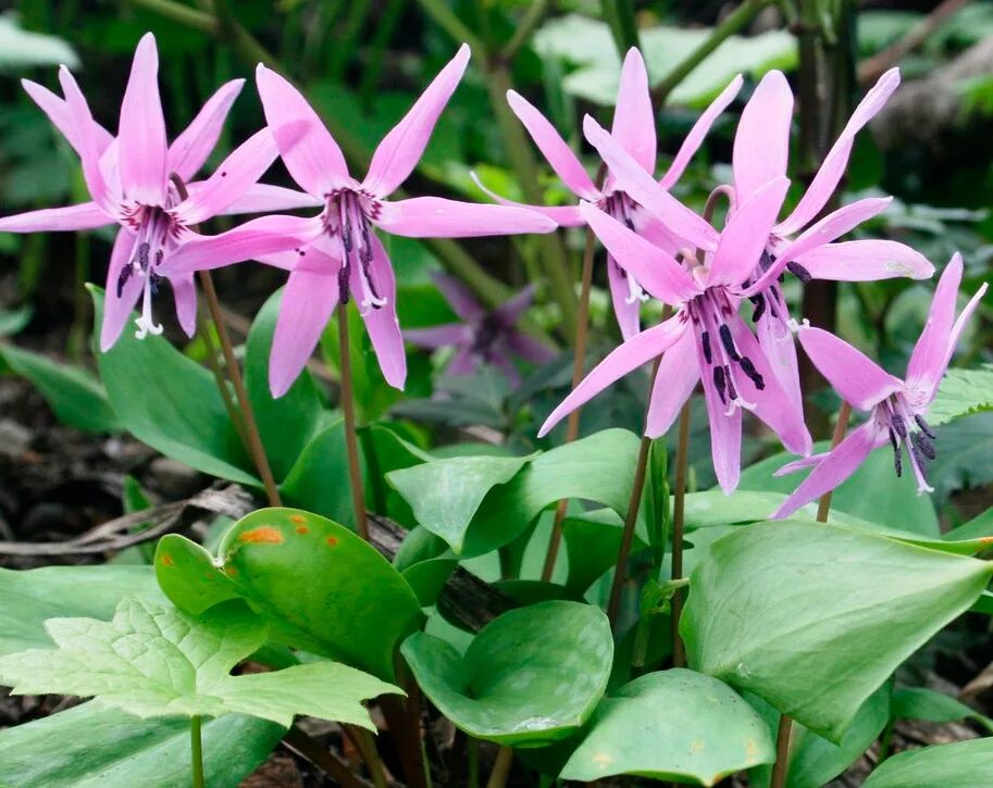 Эритрониум. Кандык (Erythronium). Эритрониум Кандык. Кандык Сибирский. Кандык Европейский.