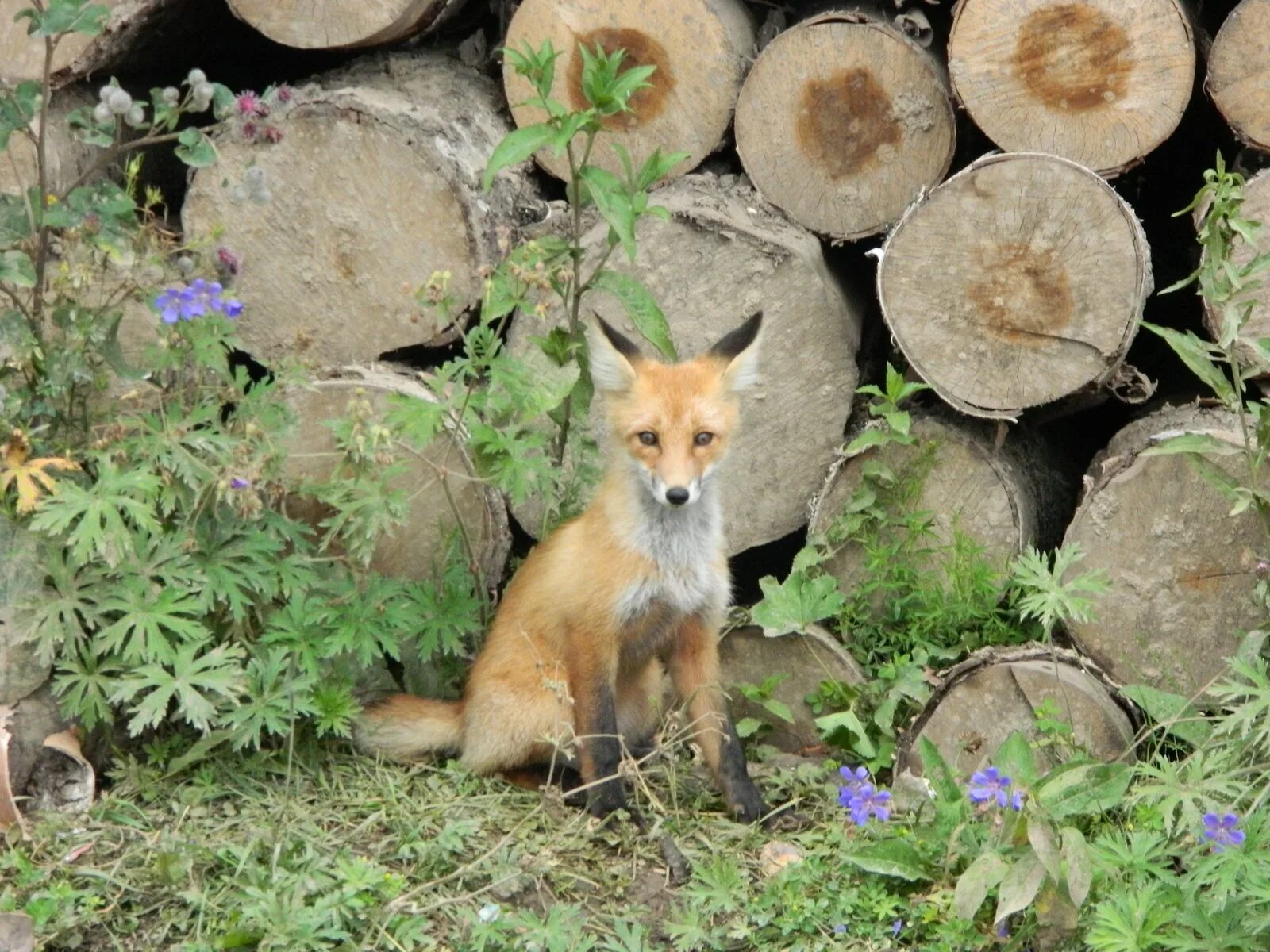 Лиса в Башкирии. Лиса в огороде. Лисички в Башкирии. Лиса на дороге. Long fox