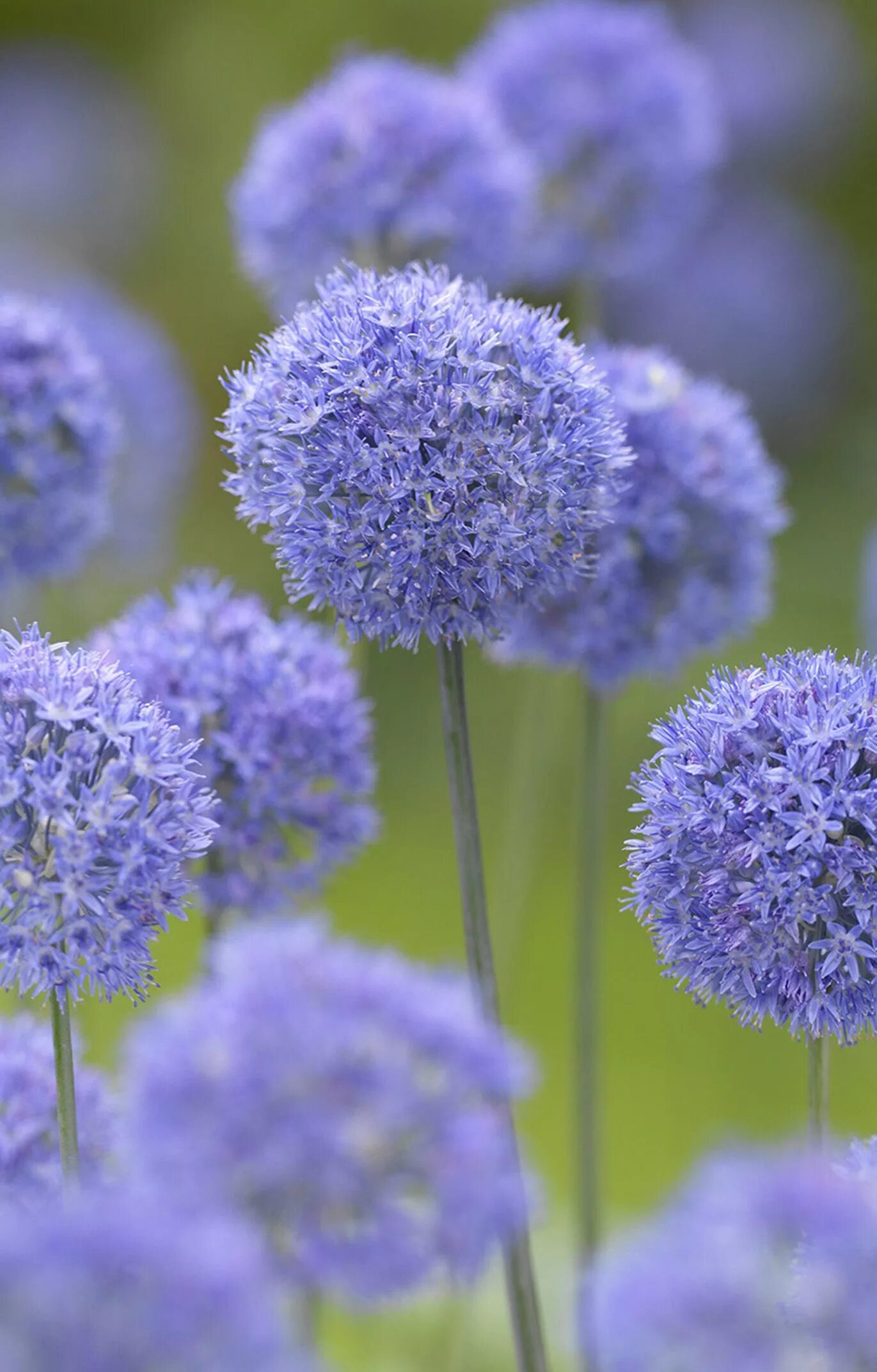 Цветок шар название. Caeruleum аллиум. Луковичные аллиум. Лук голубой Allium caeruleum. Allium azureum.