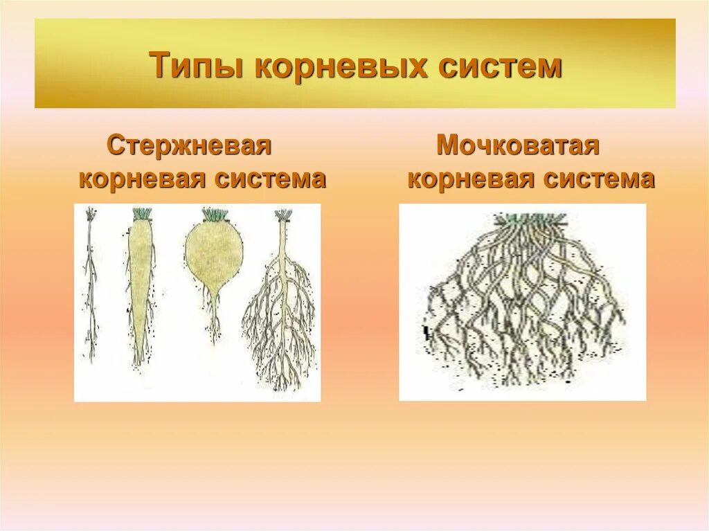 Мочковатый Тип корневой системы. Строение стержневой и мочковатой корневых систем. Мочковатые корни и система главного корня. Стержневая и мочковатая корневая система.