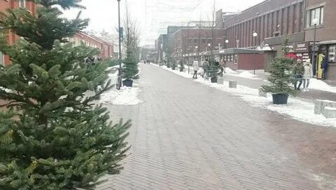 Ели в калининграде