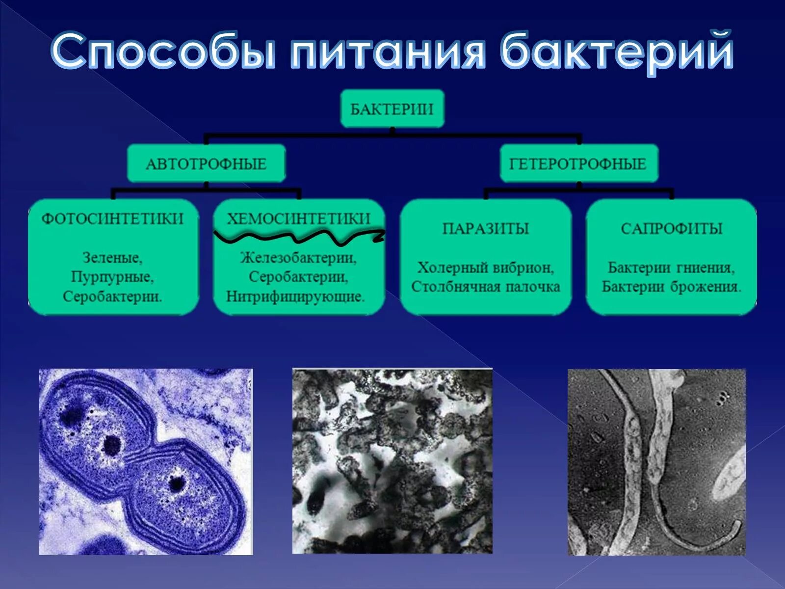 Группа автотрофных организмов. Серобактерии хемотрофы. Бактерии хемосинтетики. Организмы хемосинтетики. Питание бактерий хемосинтетики.