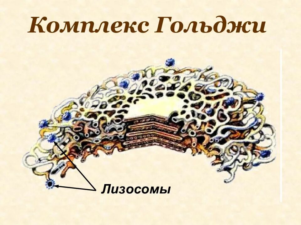 Функции лизосом и аппарата гольджи. Одномембранные органоиды клетки. Пластинчатый комплекс (комплекс гольджи). Эндоплазматическая сеть формирует лизосомы. Мембранные структуры клетки комплекс гольджи.