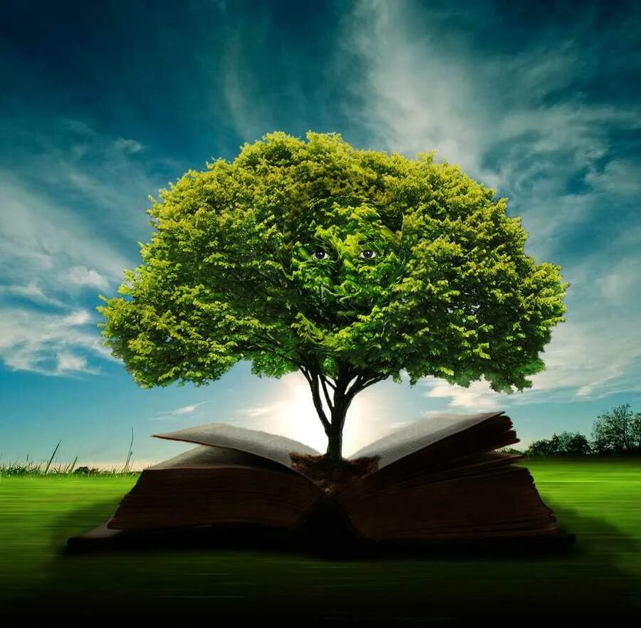 Мудрое дерево. Дерево мудрости. Дерево знаний. Знания мудрость.