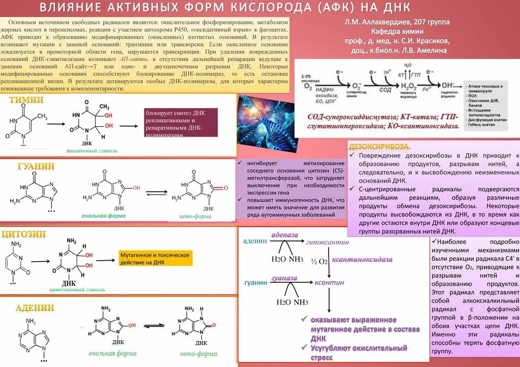 Активные формы кислорода (АФК): образование, токсическое действие. Физиологические и токсические эффекты активных форм кислорода.. АФК реакции. Активные формы кислорода АФК токсическое действие. Группа активных действий