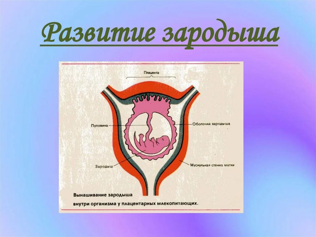 Развитие зародыша. Матка и плацента у млекопитающих. Развитие эмбриона млекопитающих. Развитие плацентарных млекопитающих.
