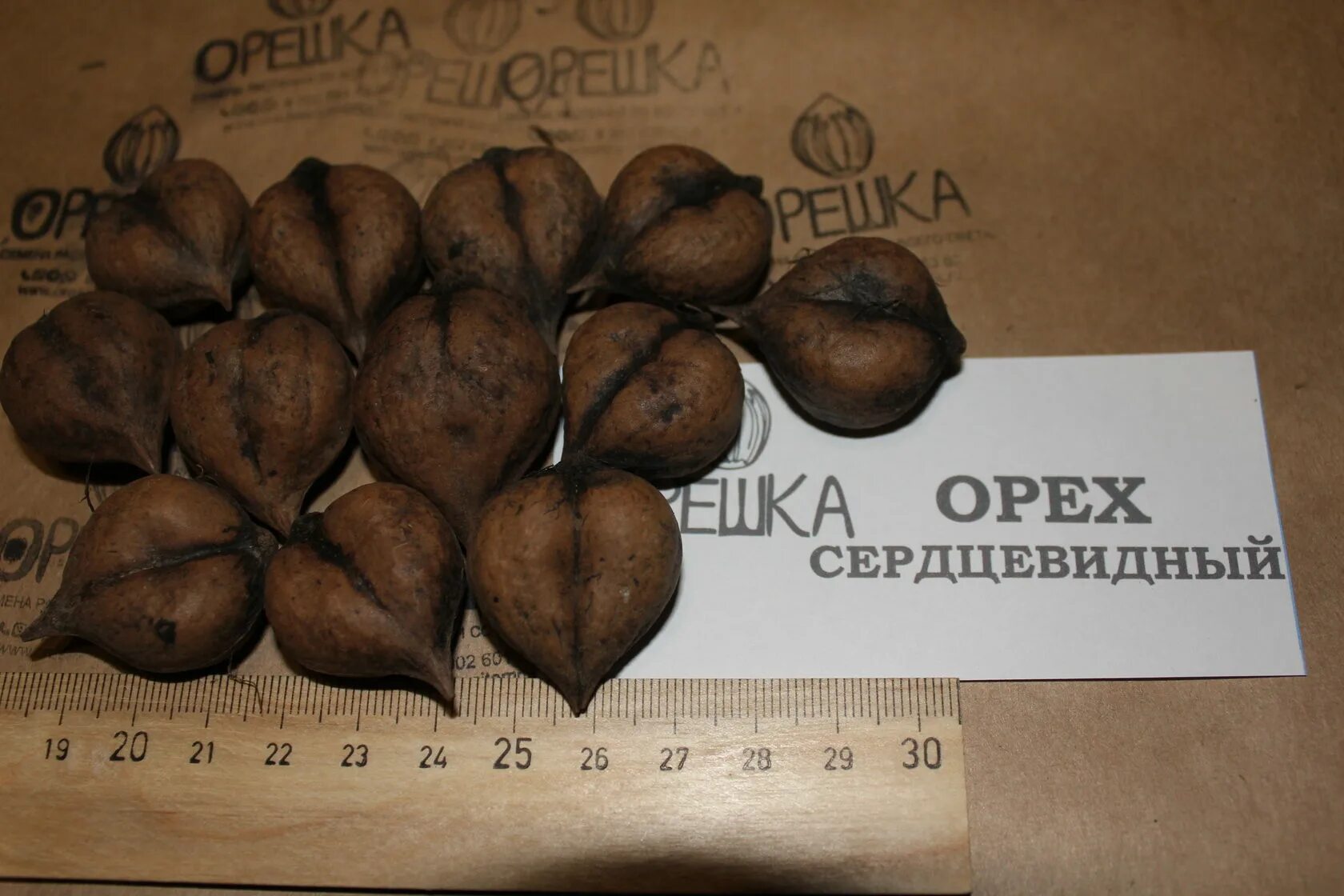 Питомник семена. Орех сердцевидный, Juglans cordiformis. Орех сердцевидный (Juglans cordiformis Max.). Грецкий орех сердцевидный дерево. Орехи маньчжурские и сердцевидные.