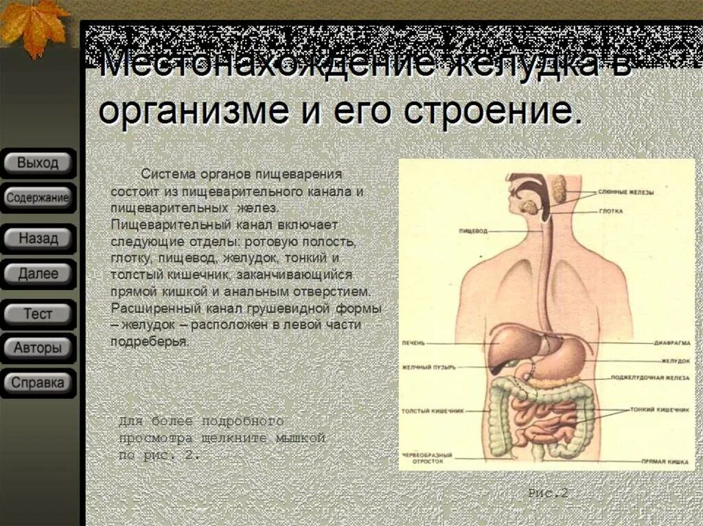 Функции пищеварительного канала и пищеварительные железы. Желудок строение и функции анатомия. Анатомия пищеварительная система строение желудка. Строение и функции пищеварительного канала. Желудок человека анатомия строение и функции человеческого тела.