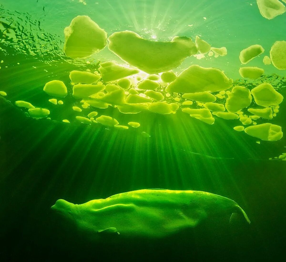 Планктон водоросли. Подводный фотограф Лягушкин. Зеленое море. Зеленая вода.