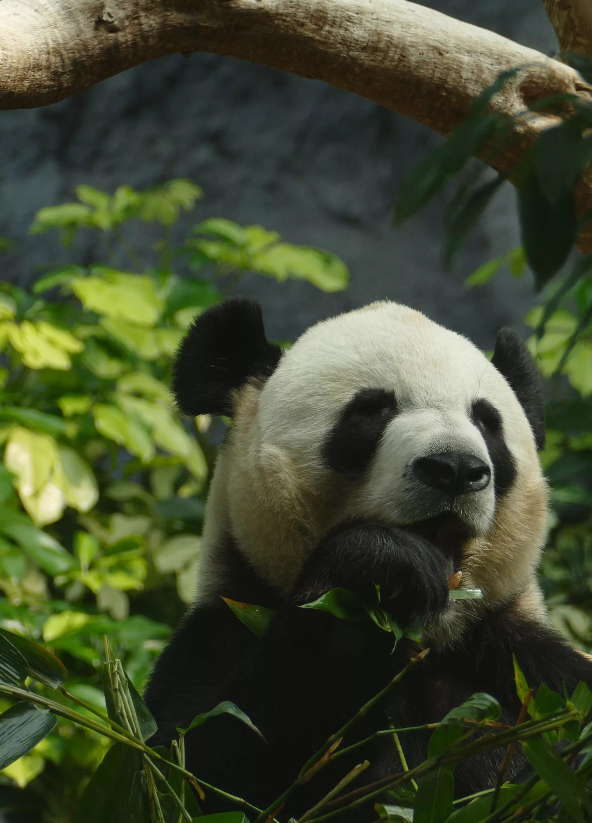 Млекопитающие Панда. Панда бамбуковый медведь. Животные Азии Панда. Большая Панда или бамбуковый медведь. Большая панда медведь