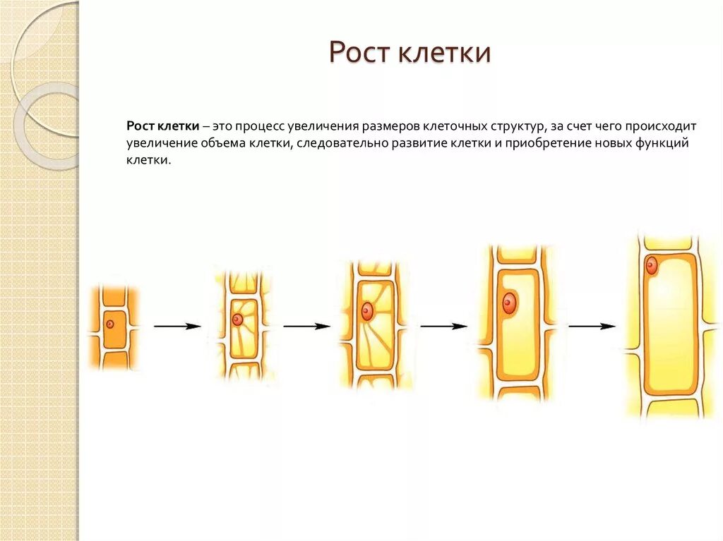 Последовательность изменения строения. Процесс развития растительной клетки. Процесс роста клетки растений. Рост и развитие растительной клетки. Как происходит процесс развитие клетки.