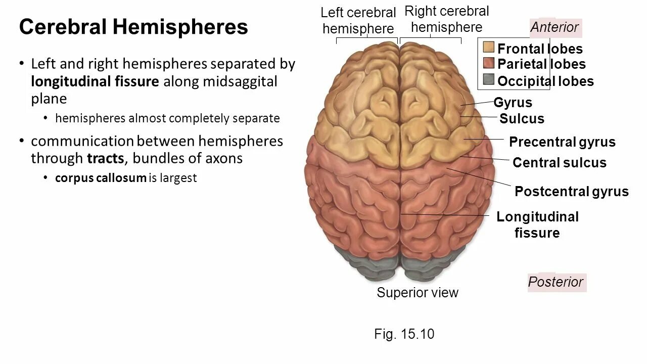 Longitudinal cerebral fissure. Frontal Lobe left Hemisphere. Central sulcus. Cerebral Hemisphere. Superior view перевод