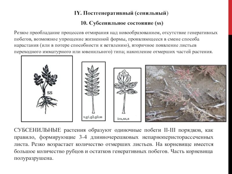 Отмирание надземных частей растения. Субсенильное растение. Имматурное состояние растения. Ювенильные имматурные растения.