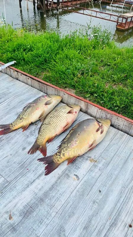 зеленый берег платная рыбалка русфишинг. зеленый берег платная рыбалка русфишинг. зеленый берег платная рыбалка русфишинг. зеленый берег платная рыбалка русфишинг. зеленый берег платная рыбалка русфишинг.