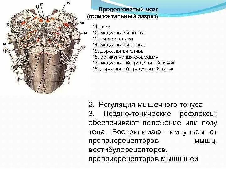 Капилляр щитовидной железы продолговатый мозг. Продолговатый мозг горизонтальный разрез на уровне оливы. Перекрест петли продолговатый мозг. Ядро оливы продолговатого мозга. Медиальная петля продолговатого мозга.