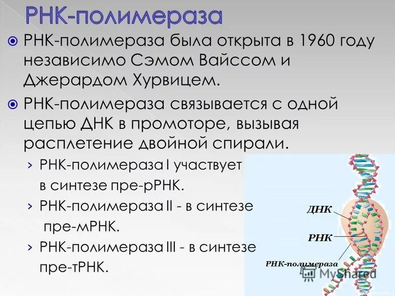 Где находится рнк. Строение РНК полимеразы у эукариот. Исходный продукт синтеза РНК ферментом РНК полимераза. РНК полимераза структура. РНК полимераза строение и функции.