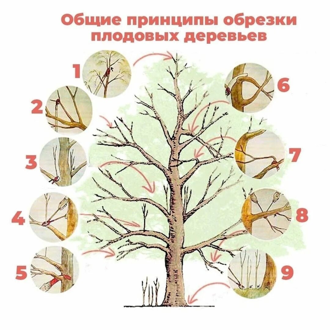 Обрезка плодовых деревьев весной яблони. Схема обрезки плодовых деревьев. Обрезка плодовых деревьев осенью схема. Весенняя обрезка плодовых деревьев схема. Обрезка плодовых деревьев правила