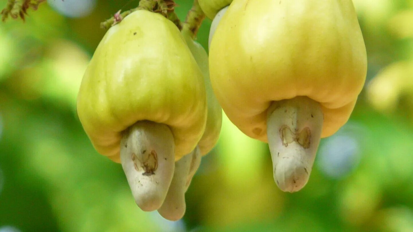 Тропическое ореховое дерево 5 букв. Тропическое ореховое дерево 5 букв. Тропические деревья. Манго и кешью. Грецкий орех идеал.