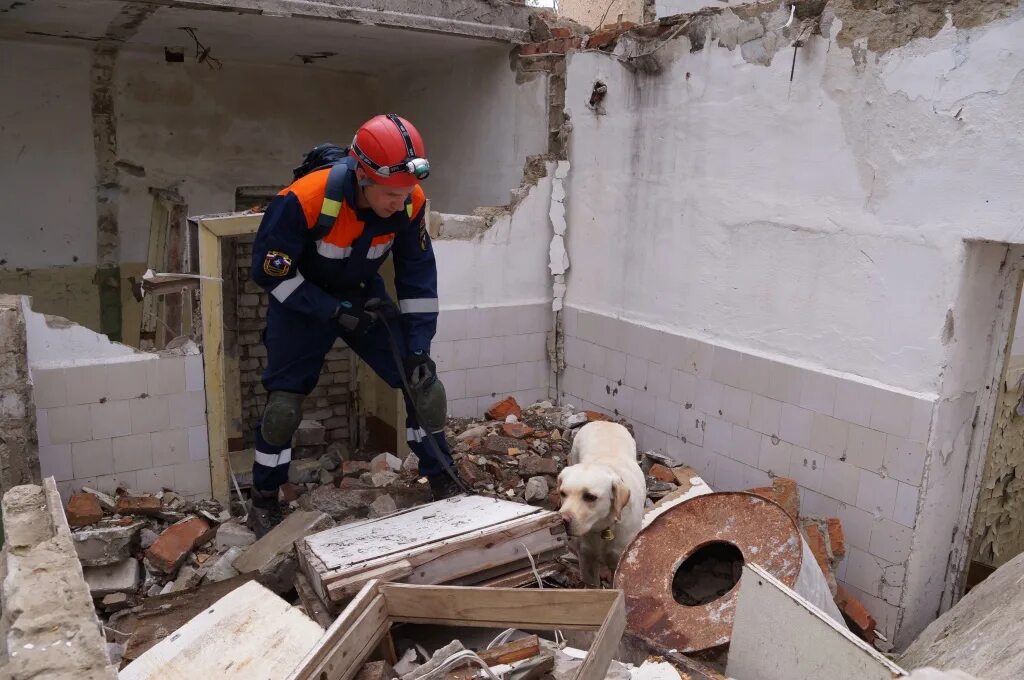 Собаки спасатели МЧС. Поисково-спасательная служба собак. Собака спасатель на завалах. Спасатели ищут пострадавших.