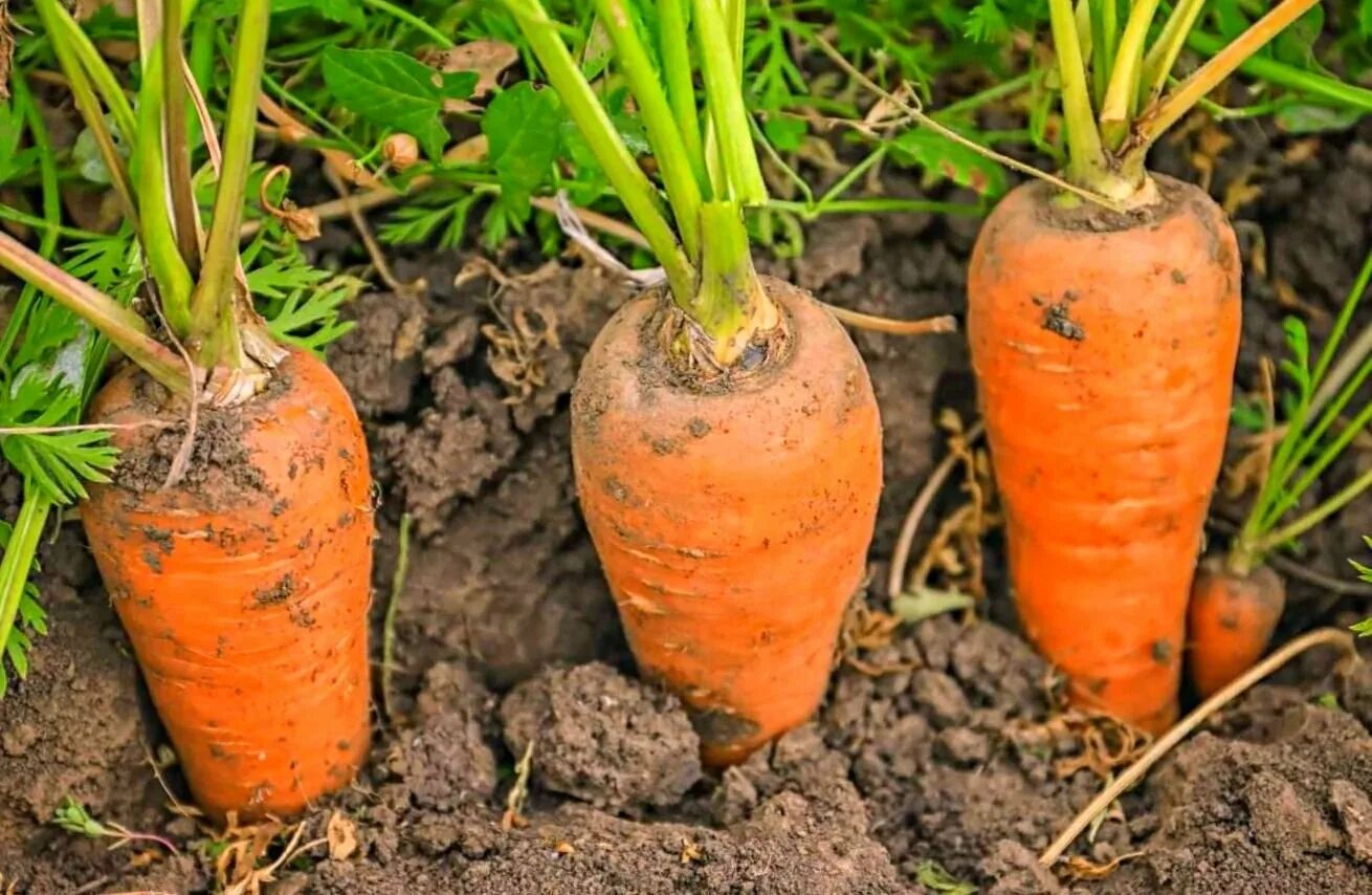 Как растет морковь. Морковь в земле. Морковь растет. Морковь растет в земле. Морковка растет.