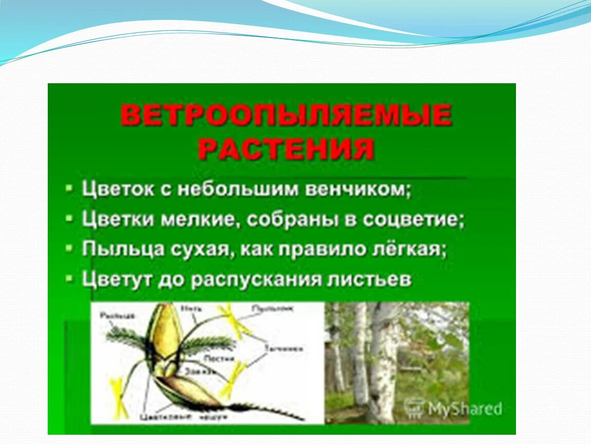 Какие приспособления существуют у ветроопыляемых растений. Ветроопыляемые растения. Ветроопыляксре растения. Цветки ветроопыляемых растений. Ветроопыляемые растения перечислите.