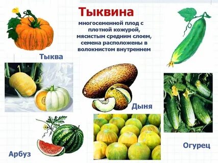 Тыквина это