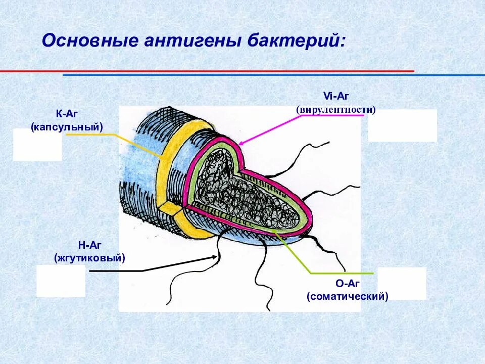 Антигенная структура бактерий микробиология. Антигенная структура бактериальной клетки микробиология. Антигенное строение микробной клетки. Антигенная структура микробной клетки. Антигенные свойства бактерий