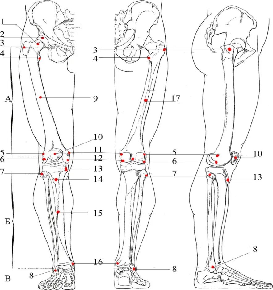 Нижняя конечность ноги. Скелет нижней конечности пластическая анатомия. Схема нижней конечности. Точки на нижних конечностях. Скелет нижних конечностей схема.